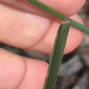 Dichelachne micrantha at Acton, ACT - 14 Aug 2021