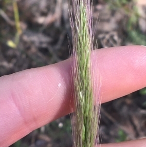 Dichelachne micrantha at Acton, ACT - 14 Aug 2021 11:26 AM