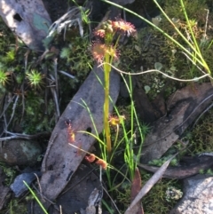 Drosera (genus) (A Sundew) at Acton, ACT - 14 Aug 2021 by NedJohnston