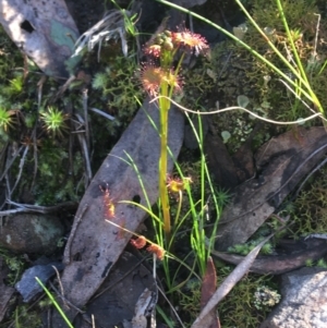 Drosera sp. at Acton, ACT - 14 Aug 2021