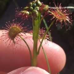 Drosera sp. at Acton, ACT - 14 Aug 2021