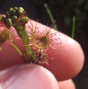 Drosera sp. at Acton, ACT - 14 Aug 2021