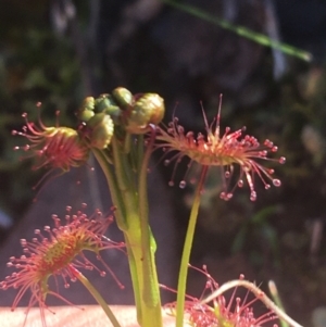 Drosera sp. at Acton, ACT - 14 Aug 2021