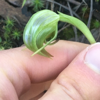 Pterostylis nutans (Nodding Greenhood) at Acton, ACT - 14 Aug 2021 by Ned_Johnston