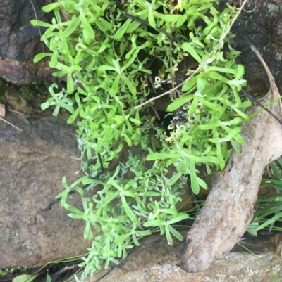 Chrysocephalum semipapposum (Clustered Everlasting) at Acton, ACT - 14 Aug 2021 by Ned_Johnston