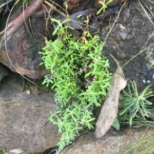 Chrysocephalum semipapposum at Acton, ACT - 14 Aug 2021