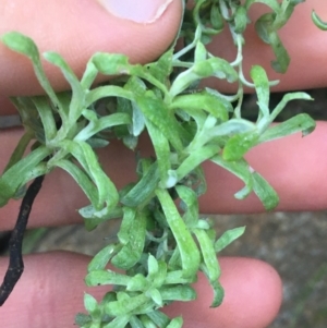 Chrysocephalum semipapposum at Acton, ACT - 14 Aug 2021