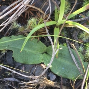 Chiloglottis sp. at Acton, ACT - suppressed