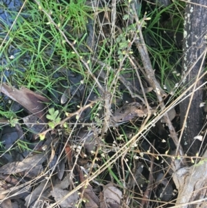 Crataegus monogyna at Acton, ACT - 14 Aug 2021