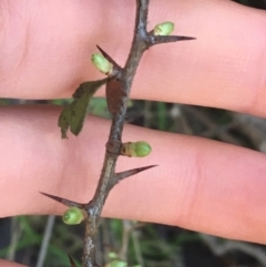 Crataegus monogyna at Acton, ACT - 14 Aug 2021 12:09 PM