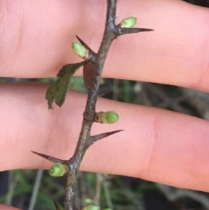 Crataegus monogyna at Acton, ACT - 14 Aug 2021