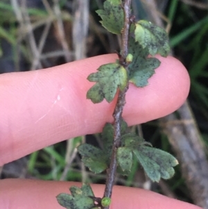 Crataegus monogyna at Acton, ACT - 14 Aug 2021