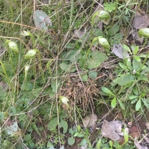 Pterostylis nutans at Acton, ACT - 14 Aug 2021