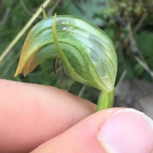 Pterostylis nutans at Acton, ACT - 14 Aug 2021