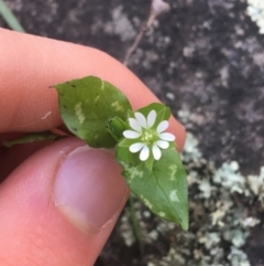 Stellaria media (Common Chickweed) at Acton, ACT - 14 Aug 2021 by NedJohnston