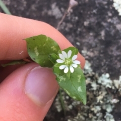 Stellaria media (Common Chickweed) at Acton, ACT - 14 Aug 2021 by Ned_Johnston