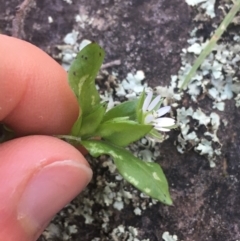 Stellaria media at Acton, ACT - 14 Aug 2021