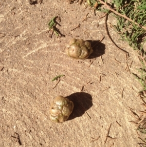 Callocephalon fimbriatum at Hughes, ACT - 14 Aug 2021