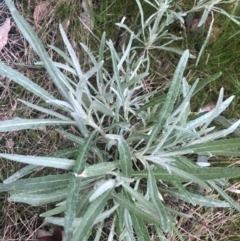 Senecio quadridentatus at Macquarie, ACT - 14 Aug 2021