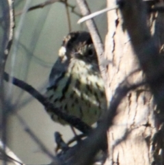 Pyrrholaemus sagittatus (Speckled Warbler) at Table Top, NSW - 14 Aug 2021 by PaulF