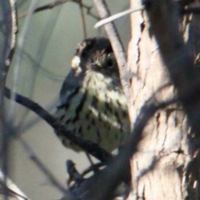 Pyrrholaemus sagittatus (Speckled Warbler) at Bells TSR - 14 Aug 2021 by PaulF