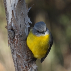 Eopsaltria australis at Rendezvous Creek, ACT - 11 Aug 2021