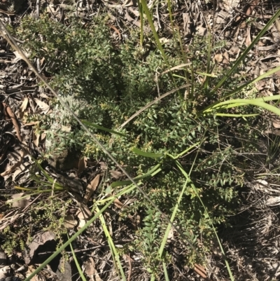 Grevillea alpina (Mountain Grevillea / Cat's Claws Grevillea) at Aranda Bushland - 10 Aug 2021 by Tapirlord