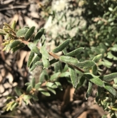 Grevillea alpina at Holt, ACT - 10 Aug 2021