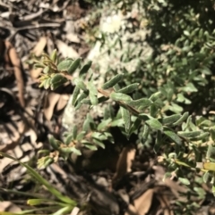 Grevillea alpina at Holt, ACT - 10 Aug 2021