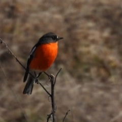 Petroica phoenicea (Flame Robin) at Rendezvous Creek, ACT - 11 Aug 2021 by jhotchin