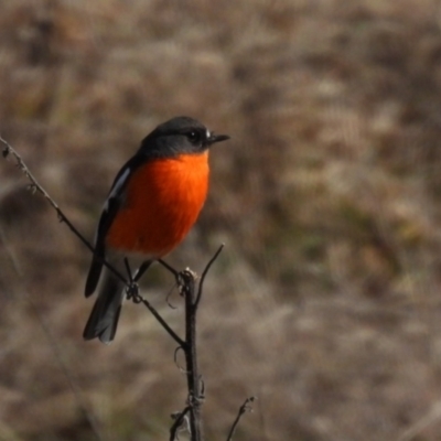 Petroica phoenicea (Flame Robin) at Namadgi National Park - 11 Aug 2021 by jhotchin