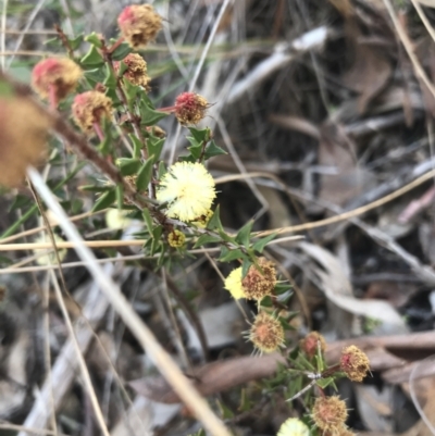 Acacia gunnii (Ploughshare Wattle) at Aranda Bushland - 10 Aug 2021 by Tapirlord