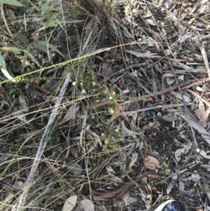 Acacia gunnii at Holt, ACT - 10 Aug 2021