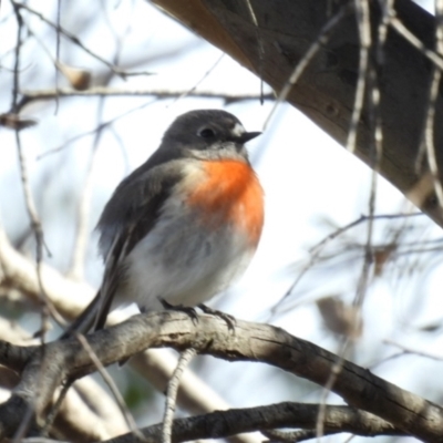 Petroica boodang (Scarlet Robin) at Namadgi National Park - 11 Aug 2021 by jhotchin