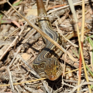 Ctenotus robustus at Bullen Range - 14 Aug 2021 11:53 AM