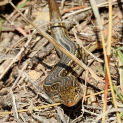 Ctenotus robustus (Robust Striped-skink) at Stromlo, ACT - 14 Aug 2021 by HelenCross