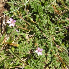 Erodium cicutarium (Common Storksbill, Common Crowfoot) at Bullen Range - 14 Aug 2021 by HelenCross