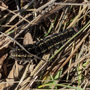 Apina callisto at Tuggeranong DC, ACT - 14 Aug 2021 12:07 PM