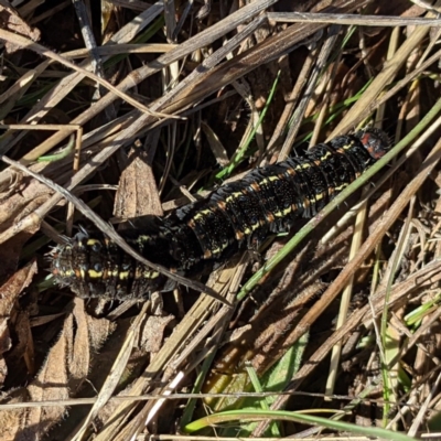 Apina callisto (Pasture Day Moth) at Tuggeranong DC, ACT - 14 Aug 2021 by HelenCross