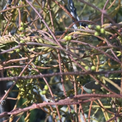 Cassytha pubescens (Devil's Twine) at Holt, ACT - 10 Aug 2021 by Tapirlord