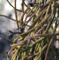 Cassytha pubescens at Holt, ACT - 10 Aug 2021