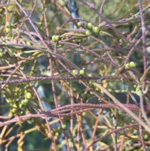 Cassytha pubescens at Holt, ACT - 10 Aug 2021 10:33 AM