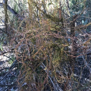 Cassytha pubescens at Holt, ACT - 10 Aug 2021 10:33 AM