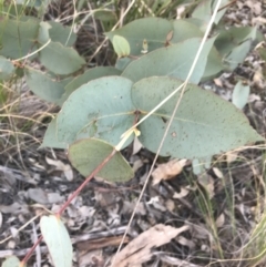 Eucalyptus dives (Broad-leaved Peppermint) at Aranda Bushland - 10 Aug 2021 by Tapirlord