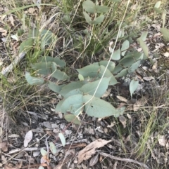 Eucalyptus dives at Holt, ACT - 10 Aug 2021 10:35 AM