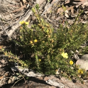 Hibbertia calycina at Holt, ACT - 10 Aug 2021 10:35 AM