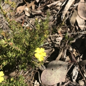 Hibbertia calycina at Holt, ACT - 10 Aug 2021