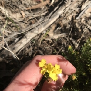 Hibbertia calycina at Holt, ACT - 10 Aug 2021 10:35 AM