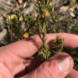 Hibbertia calycina at Holt, ACT - 10 Aug 2021 10:35 AM