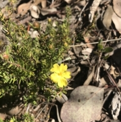 Hibbertia calycina at Holt, ACT - 10 Aug 2021 10:35 AM